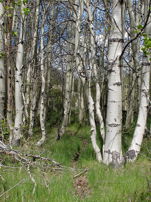 quaking aspen (Populus tremuloides) [Barney Lake Trail, Hoover Wilderness, Mono County, California]