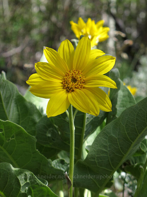 arrow-leaved balsamroot (Balsamorhiza sagittata) [Barney Lake Trail, Hoover Wilderness, Mono County, California]