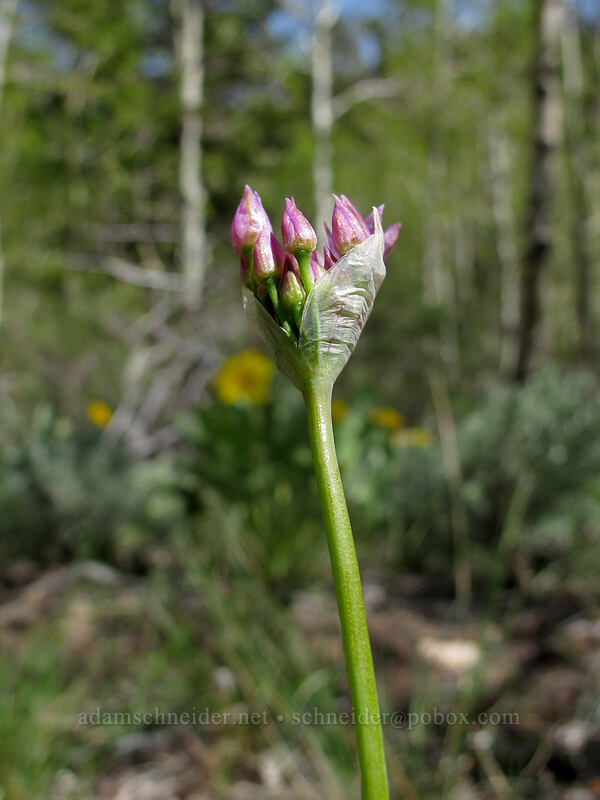 wild onion [Barney Lake Trail, Hoover Wilderness, Mono County, California]