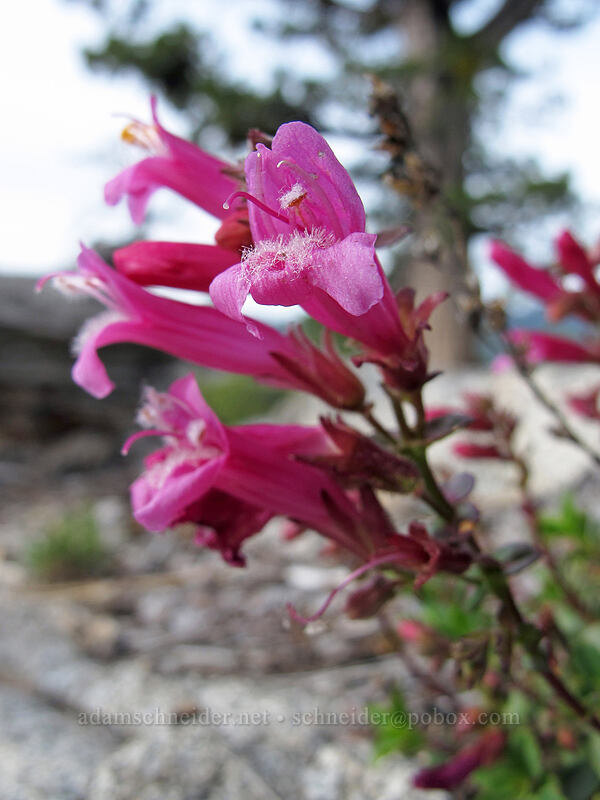 mountain pride (Penstemon newberryi) [Donnell Vista, Stanislaus National Forest, Tuolumne County, California]