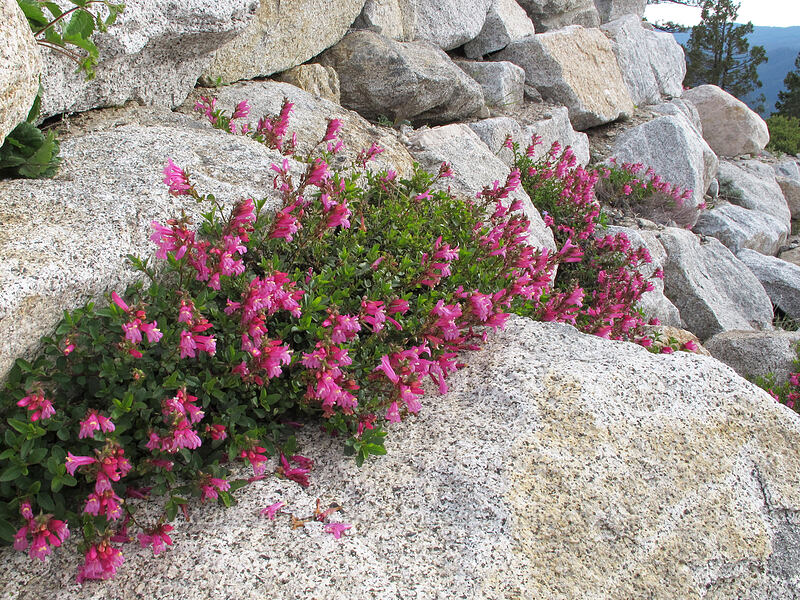 mountain pride (Penstemon newberryi) [Donnell Vista, Stanislaus National Forest, Tuolumne County, California]