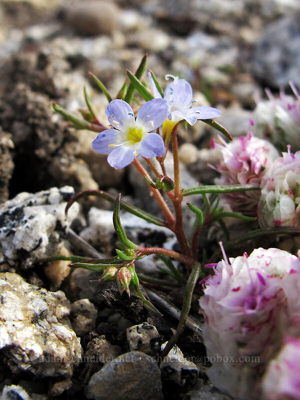 Bridges' gilia (and pussypaws) (Navarretia leptalea ssp. bicolor (Gilia leptalea ssp. bicolor), Calyptridium monospermum (Cistanthe monosperma)) [Donnell Vista, Stanislaus National Forest, Tuolumne County, California]