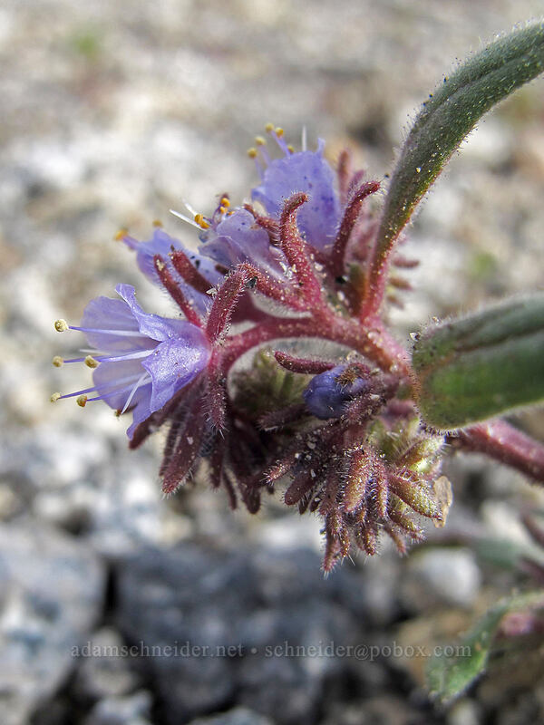 Quick's phacelia (Phacelia quickii) [Donnell Vista, Stanislaus National Forest, Tuolumne County, California]
