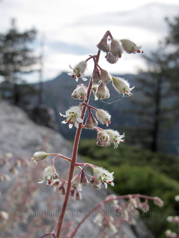 alumroot (Heuchera sp.) [Donnell Vista, Stanislaus National Forest, Tuolumne County, California]