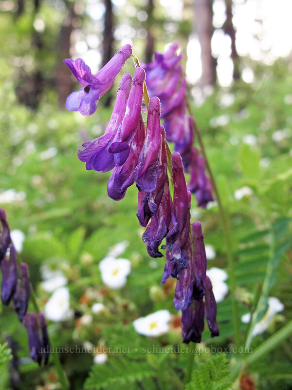hairy vetch (Vicia villosa) [Sonora Pass Road, Stanislaus National Forest, Tuolumne County, California]