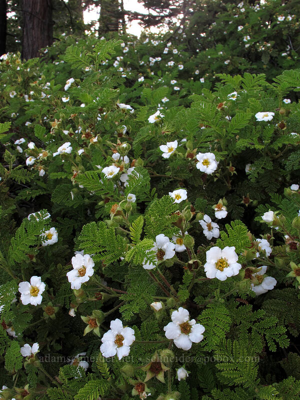 mountain misery (Chamaebatia foliolosa) [Sonora Pass Road, Stanislaus National Forest, Tuolumne County, California]