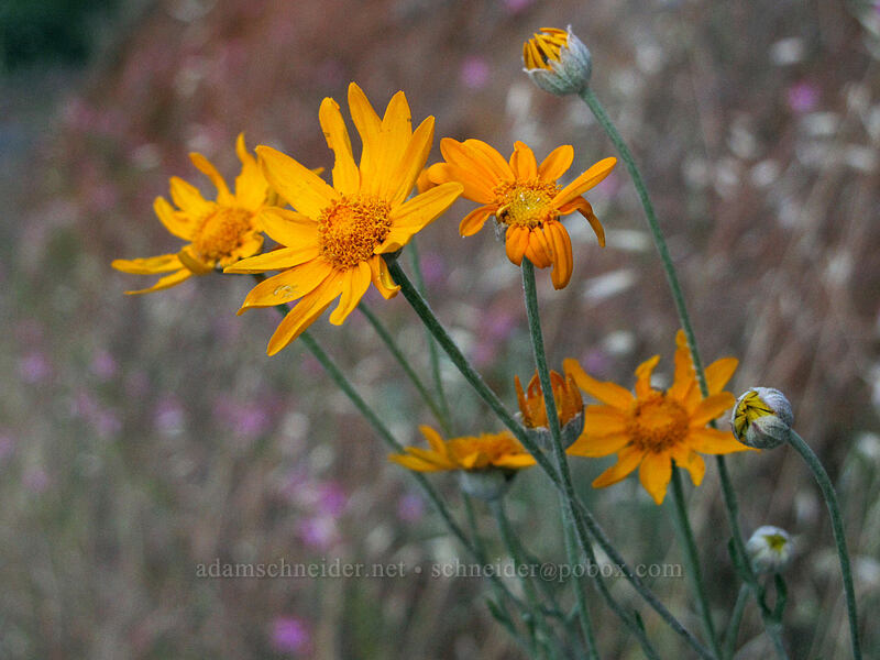 woolly sunflower (Eriophyllum lanatum) [Ward's Ferry Road, Tuolumne County, California]