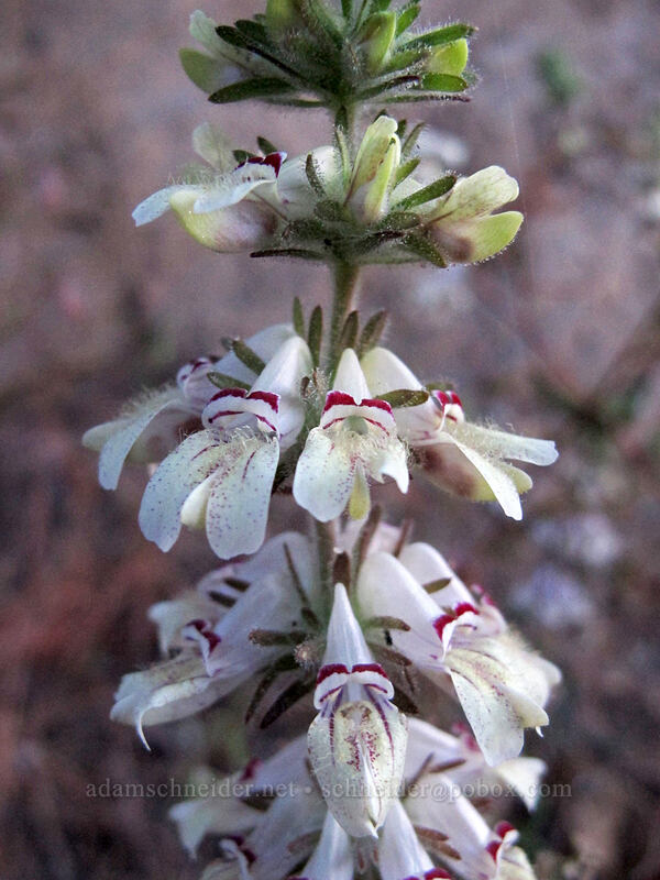 sticky Chinese-houses (tincture plant) (Collinsia tinctoria) [Ward's Ferry Road, Tuolumne County, California]
