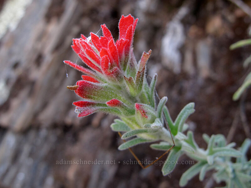 woolly Indian paintbrush (Castilleja foliolosa) [New Priest Grade Road, Tuolumne County, California]