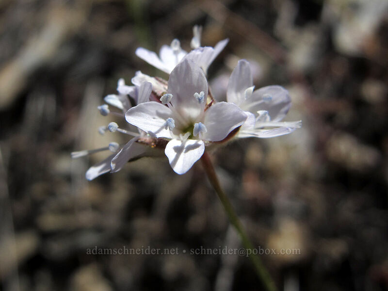globe gilia (Gilia capitata ssp. pedemontana) [New Priest Grade Road, Tuolumne County, California]