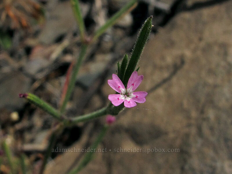 velezia (Velezia rigida) [New Priest Grade Road, Tuolumne County, California]