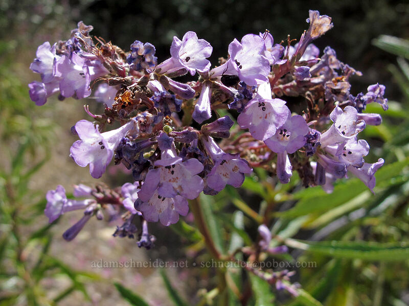 yerba santa (Eriodictyon californicum (Wigandia californica)) [New Priest Grade Road, Tuolumne County, California]