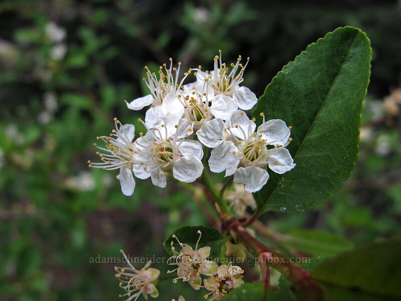 bitter cherry (Prunus emarginata) [Everitt Memorial Highway, Shasta-Trinity National Forest, Siskiyou County, California]