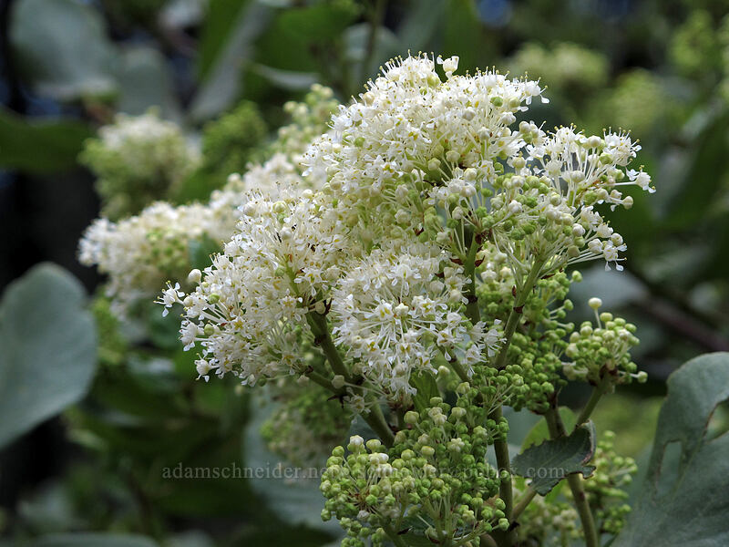 tobacco brush (snow-brush) (Ceanothus velutinus) [Everitt Memorial Highway, Shasta-Trinity National Forest, Siskiyou County, California]