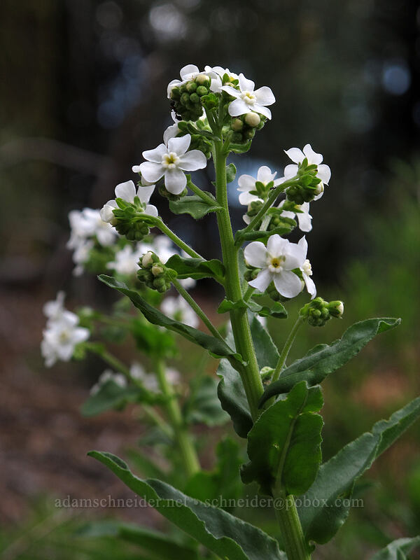 California stickseed (Hackelia californica) [Everitt Memorial Highway, Shasta-Trinity National Forest, Siskiyou County, California]