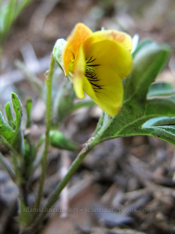 pine violet (moose-horn violet) (Viola lobata) [Tioga Road, Yosemite National Park, Tuolumne County, California]
