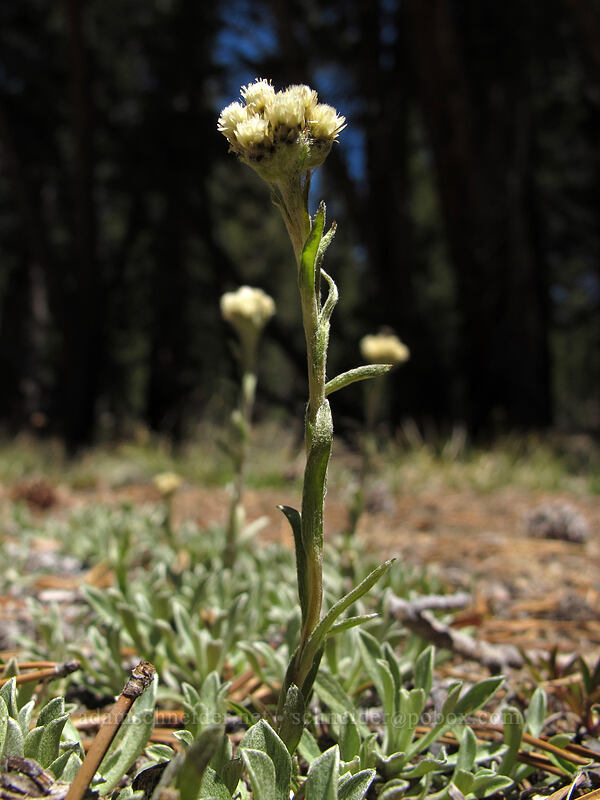 alpine pussy-toes (Antennaria media) [Pothole Dome, Yosemite National Park, Tuolumne County, California]