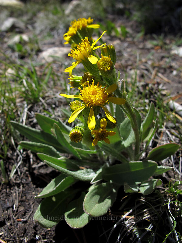 groundsel (Senecio integerrimus) [Lembert Dome Trailhead, Yosemite National Park, Tuolumne County, California]