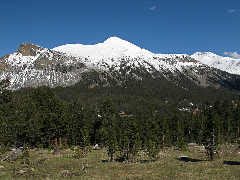 Mt. Dana [Gaylor Lake Trail, Yosemite National Park, Tuolumne County, California]