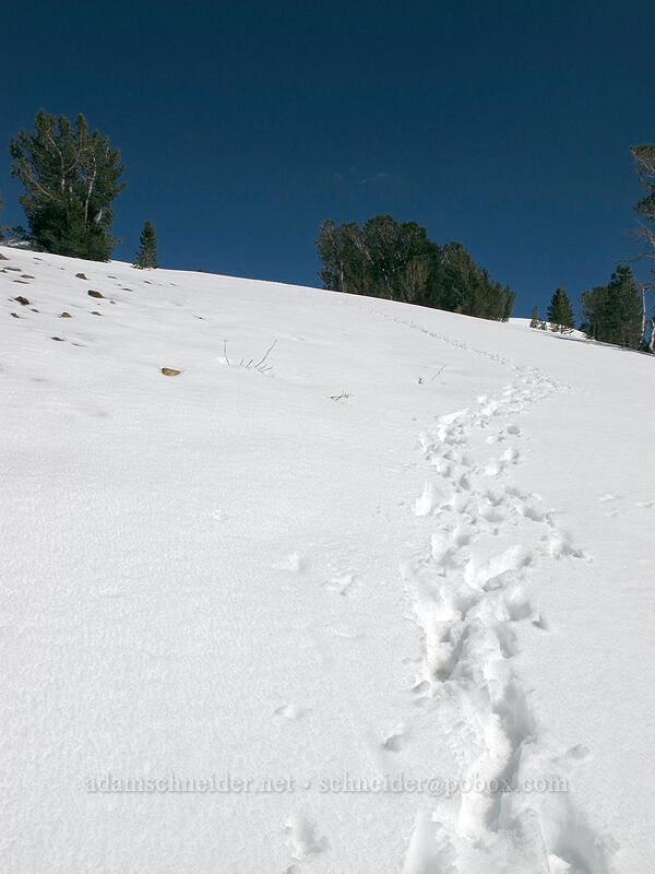 snow [Gaylor Lake Trail, Yosemite National Park, Tuolumne County, California]