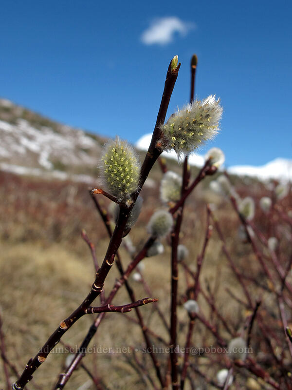 willow flowers (Salix sp.) [Gaylor Lakes Basin, Yosemite National Park, Tuolumne County, California]