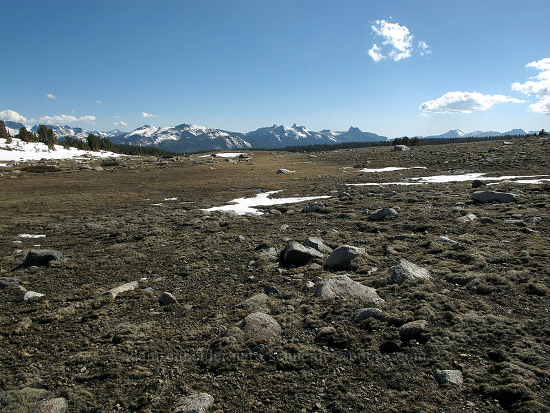 alpine tundra [Gaylor Lakes Basin, Yosemite National Park, Tuolumne County, California]