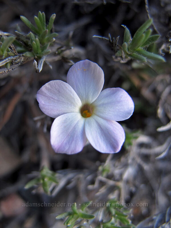 spreading phlox (Phlox diffusa) [Gaylor Lake Trail, Yosemite National Park, Tuolumne County, California]