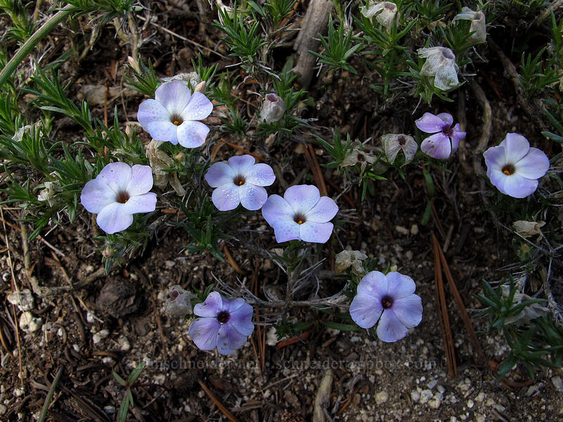 spreading phlox (Phlox diffusa) [Sentinel Dome Trail, Yosemite National Park, Mariposa County, California]
