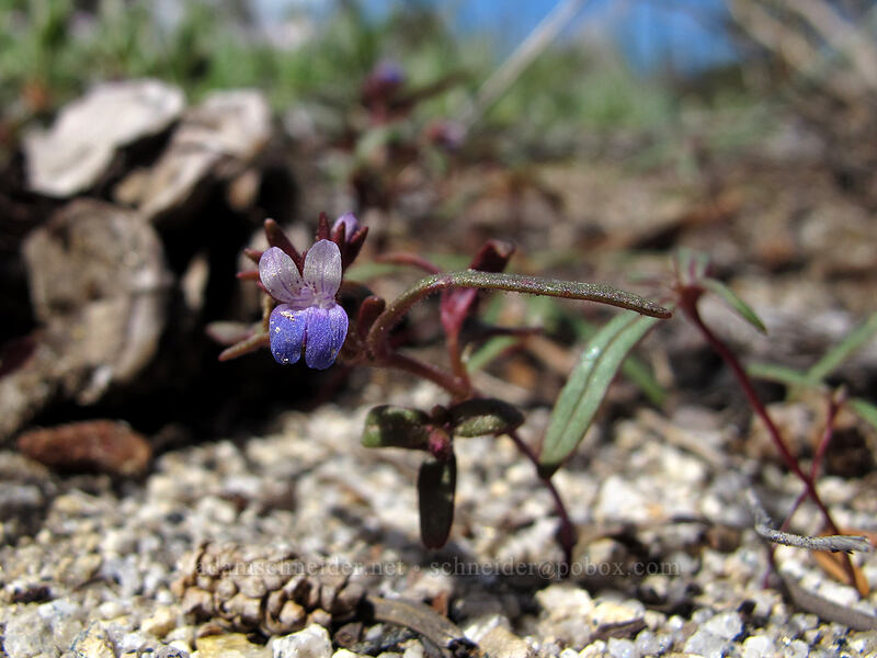blue-eyed-mary (Collinsia torreyi) [Sentinel Dome Trail, Yosemite National Park, Mariposa County, California]