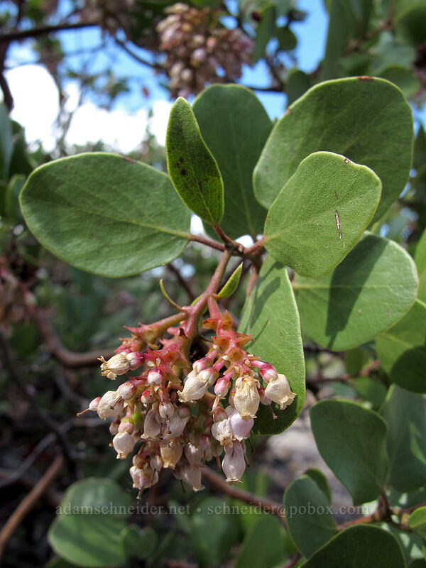 green-leaf manzanita (Arctostaphylos patula) [Sentinel Dome Trail, Yosemite National Park, Mariposa County, California]