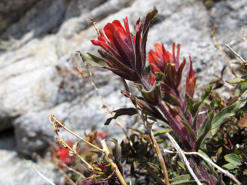 wavy-leaf paintbrush (Castilleja applegatei var. pinetorum) [Sentinel Dome, Yosemite National Park, Mariposa County, California]