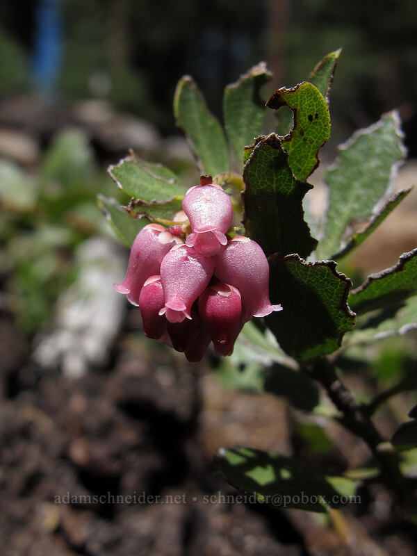 pine-mat manzanita (Arctostaphylos nevadensis) [Pohono Trail, Yosemite National Park, Mariposa County, California]