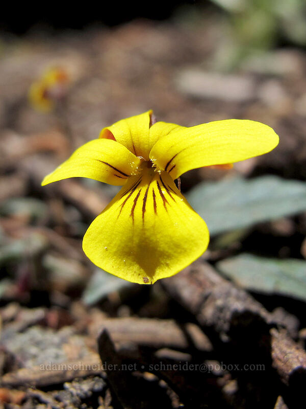 goose-foot violet (Viola purpurea) [Pohono Trail, Yosemite National Park, Mariposa County, California]
