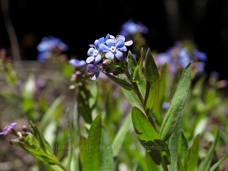 Sierra stickseed (Hackelia nervosa) [Pohono Trail, Yosemite National Park, Mariposa County, California]