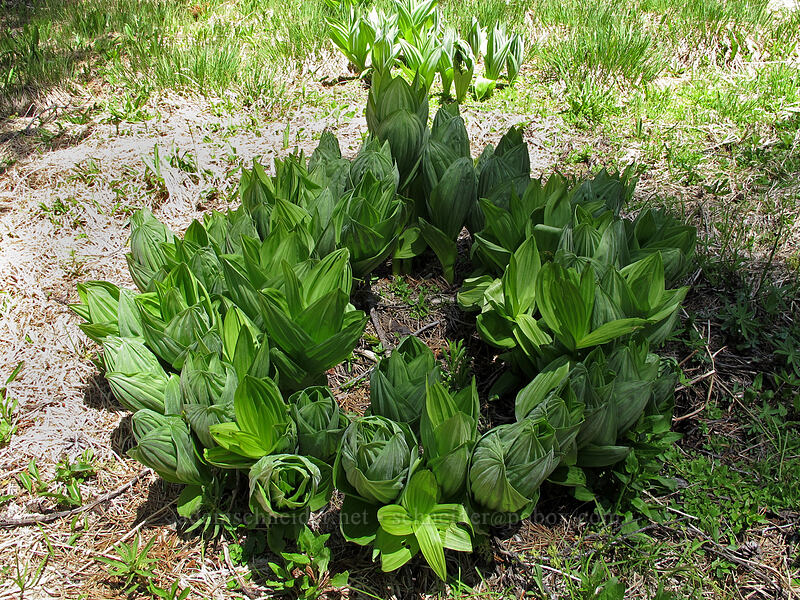 circle of California corn lily (Veratrum californicum) [Pohono Trail, Yosemite National Park, Mariposa County, California]