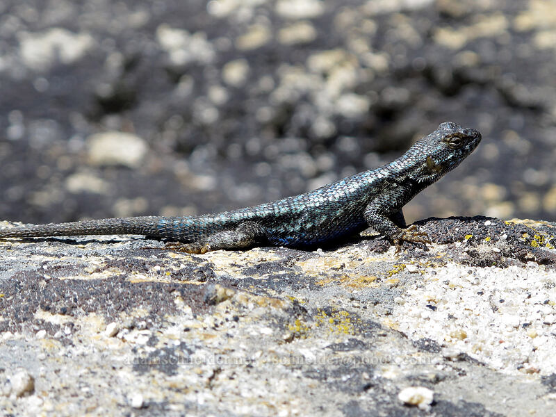 Sierra fence lizard (Sceloporus occidentalis taylori) [Taft Point, Yosemite National Park, Mariposa County, California]