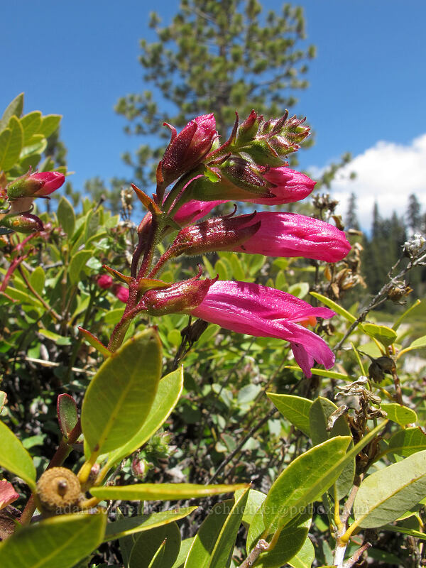 mountain pride (Penstemon newberryi) [Taft Point, Yosemite National Park, Mariposa County, California]