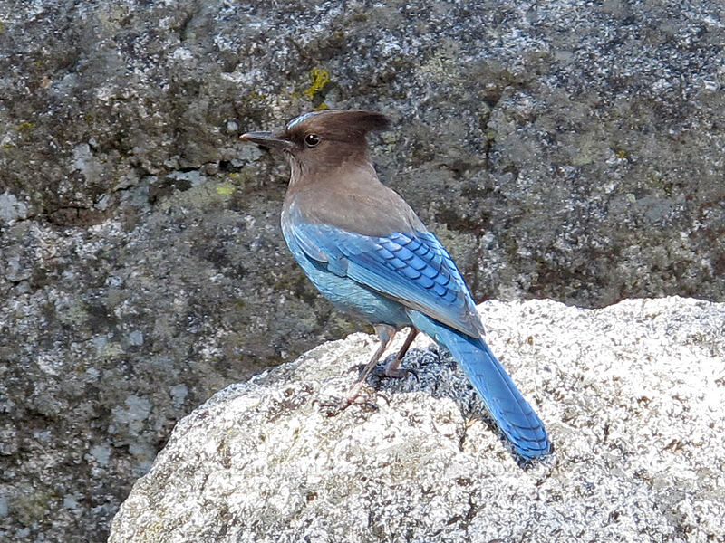 Steller's jay (Cyanocitta stelleri) [Glacier Point, Yosemite National Park, Mariposa County, California]