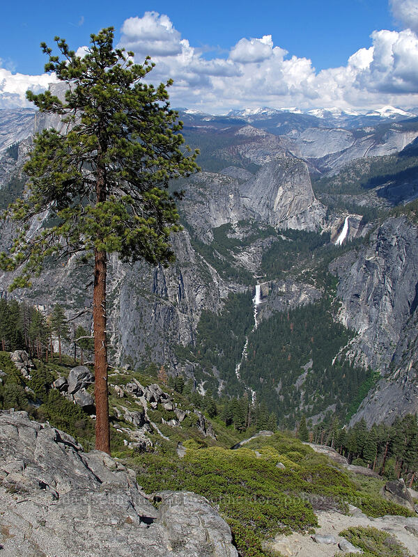 pine tree, Nevada Falls, & Vernal Falls [Washburn Point, Yosemite National Park, Mariposa County, California]