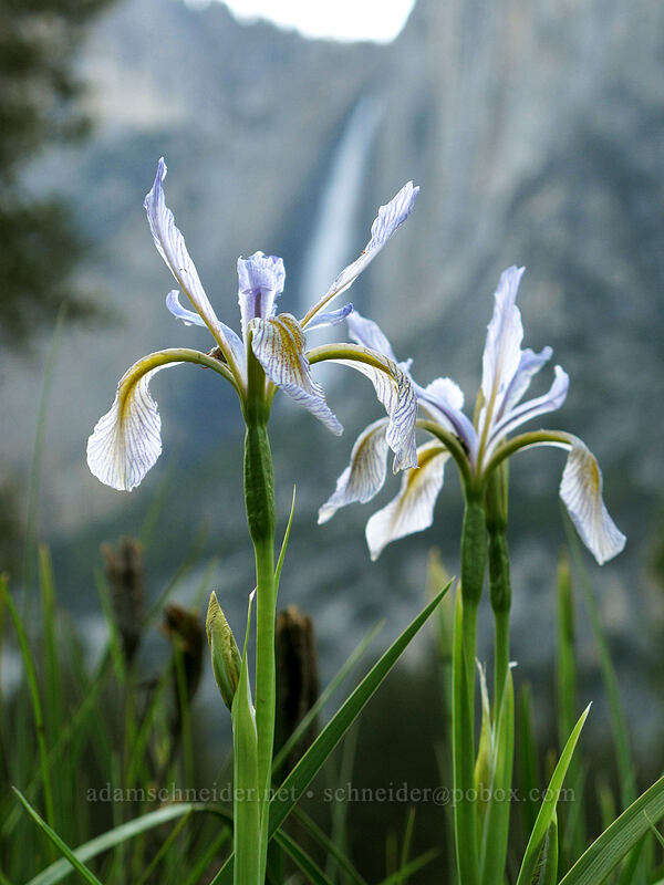 western blue flag irises (Iris missouriensis) [Ahwahnee Meadow, Yosemite National Park, Mariposa County, California]