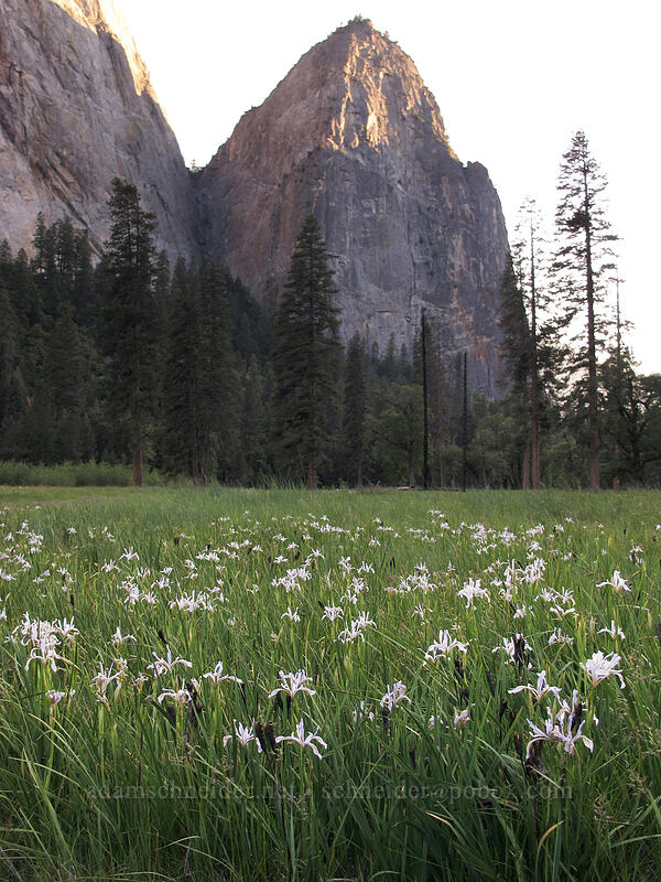 western blue flag irises (Iris missouriensis) [El Capitan Meadow, Yosemite National Park, Mariposa County, California]