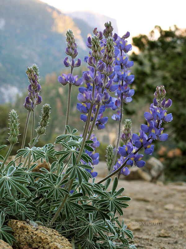 lupine (Lupinus sp.) [Half Dome View Overlook, Yosemite National Park, Mariposa County, California]