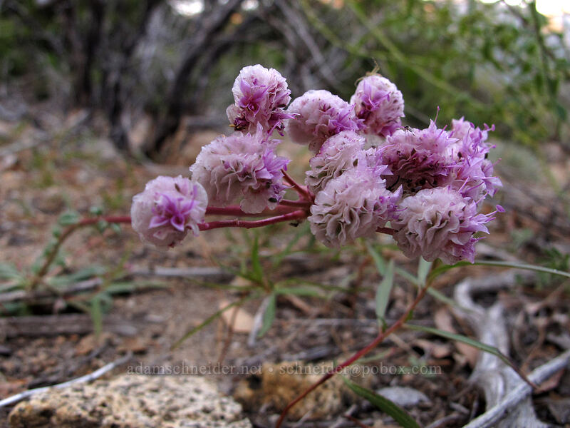 one-seeded pussy-paws (Calyptridium monospermum (Cistanthe monosperma)) [Half Dome View Overlook, Yosemite National Park, Mariposa County, California]