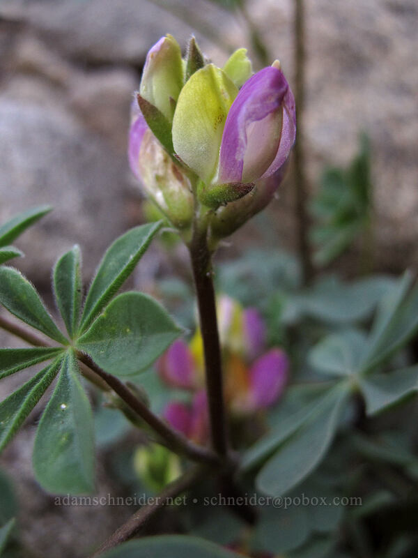 harlequin lupine (Lupinus stiversii) [Half Dome View Overlook, Yosemite National Park, Mariposa County, California]