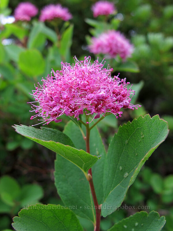 subalpine spirea (Spiraea splendens (Spiraea densiflora)) [Hurricane Hill Trail, Olympic National Park, Clallam County, Washington]