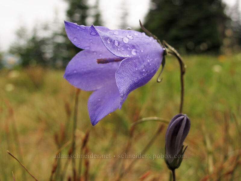 harebell (Campanula petiolata (Campanula rotundifolia)) [Hurricane Hill Trail, Olympic National Park, Clallam County, Washington]