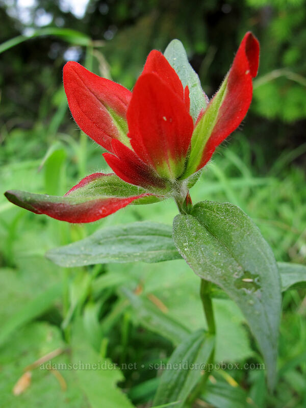 paintbrush (Castilleja miniata) [Hurricane Hill Trail, Olympic National Park, Clallam County, Washington]