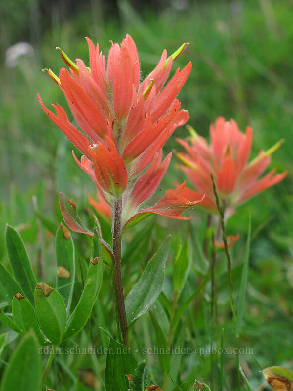 paintbrush (Castilleja miniata) [Hurricane Hill Trail, Olympic National Park, Clallam County, Washington]