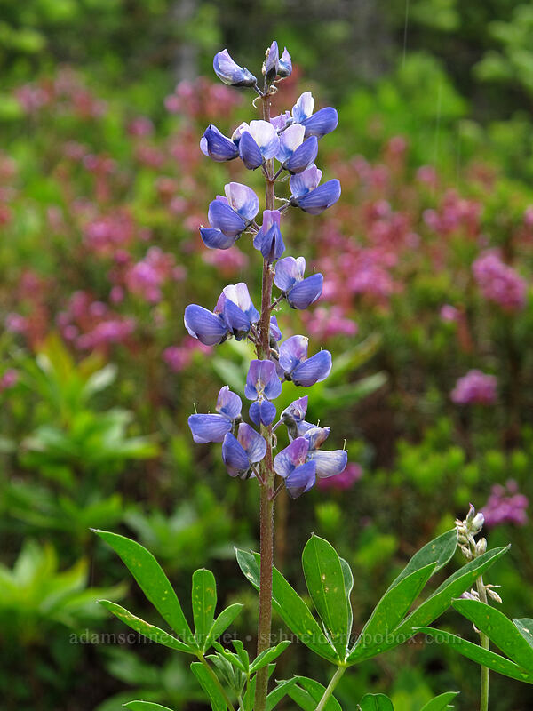 lupine (Lupinus latifolius) [Hurricane Hill Trail, Olympic National Park, Clallam County, Washington]