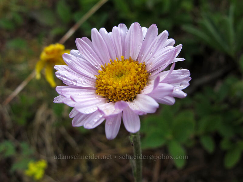 fleabane (Erigeron sp.) [Hurricane Hill Trail, Olympic National Park, Clallam County, Washington]